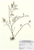 藏品(水芹菜)的圖片